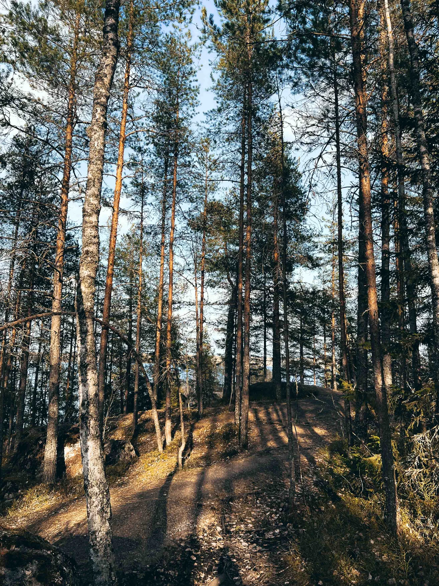 Сосновый лес среди каменных выходов парка